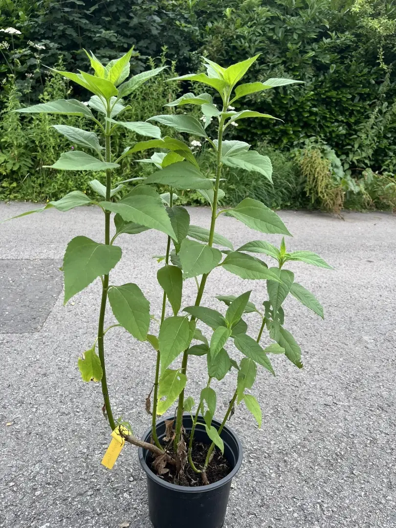 Helianthus tuberosus - Jerusalem Artichoke Plant