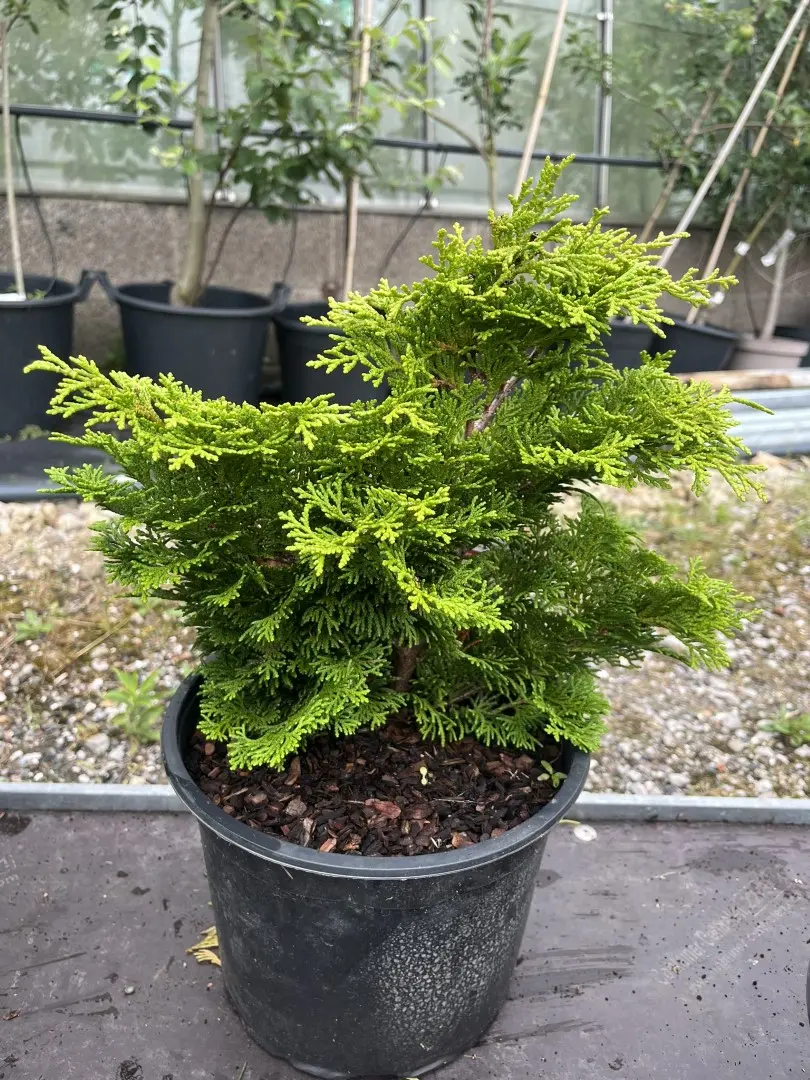 Hinoki Cypress 'Tempelhof' (5L) - Chamaecyparis obtusa