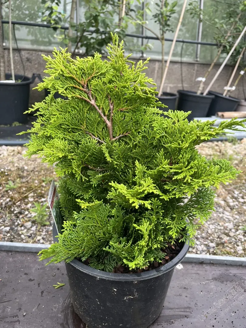 Hinoki Cypress 'Tempelhof' (5L) - Chamaecyparis obtusa
