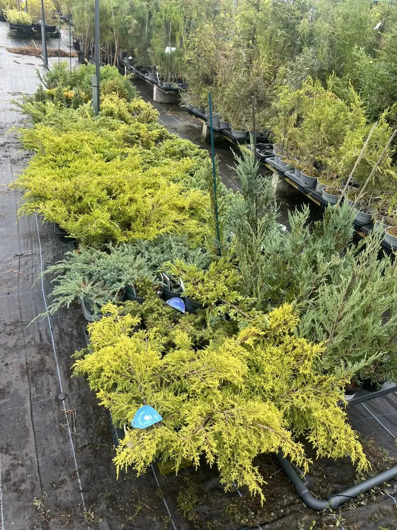 Juniper cultivars