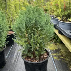 Juniperus chinensis - Chinese Juniper 'Pyramidalis'