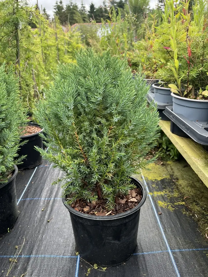 Juniperus chinensis - Chinese Juniper 'Pyramidalis'