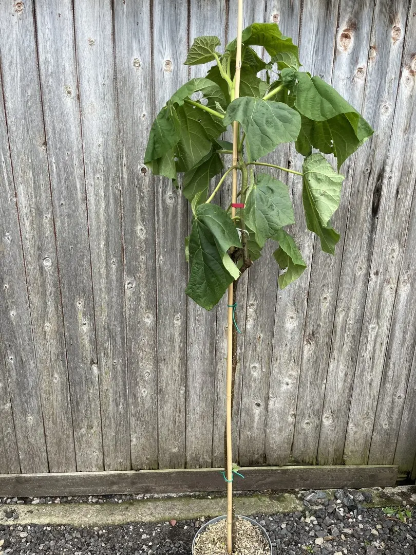 Paulownia tomentosa - Foxglove Tree