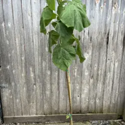 Paulownia tomentosa - Foxglove Tree