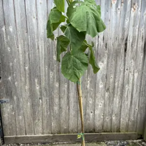 Paulownia tomentosa - Foxglove Tree