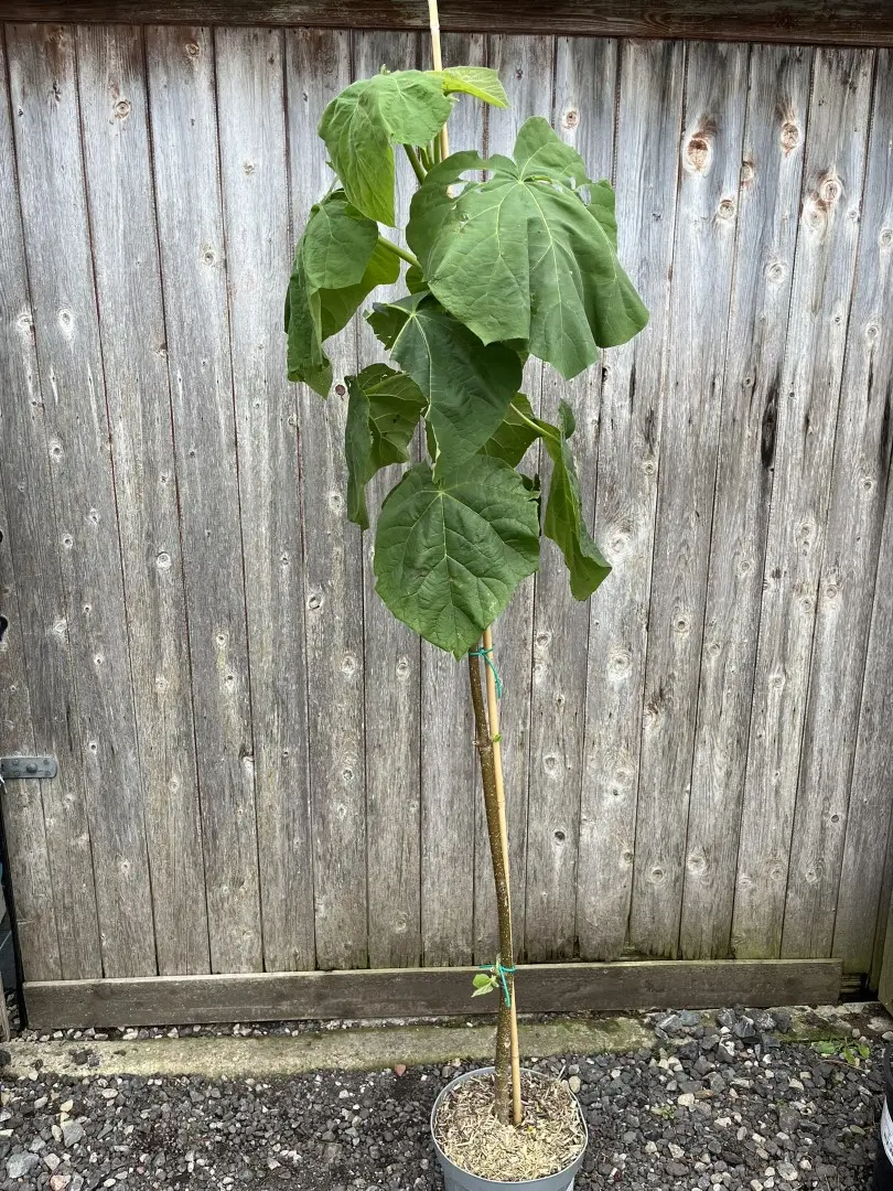 Paulownia tomentosa - Foxglove Tree