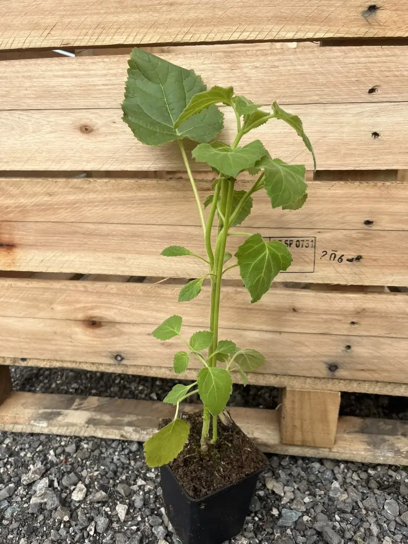 Paulownia tomentosa - Foxglove Tree