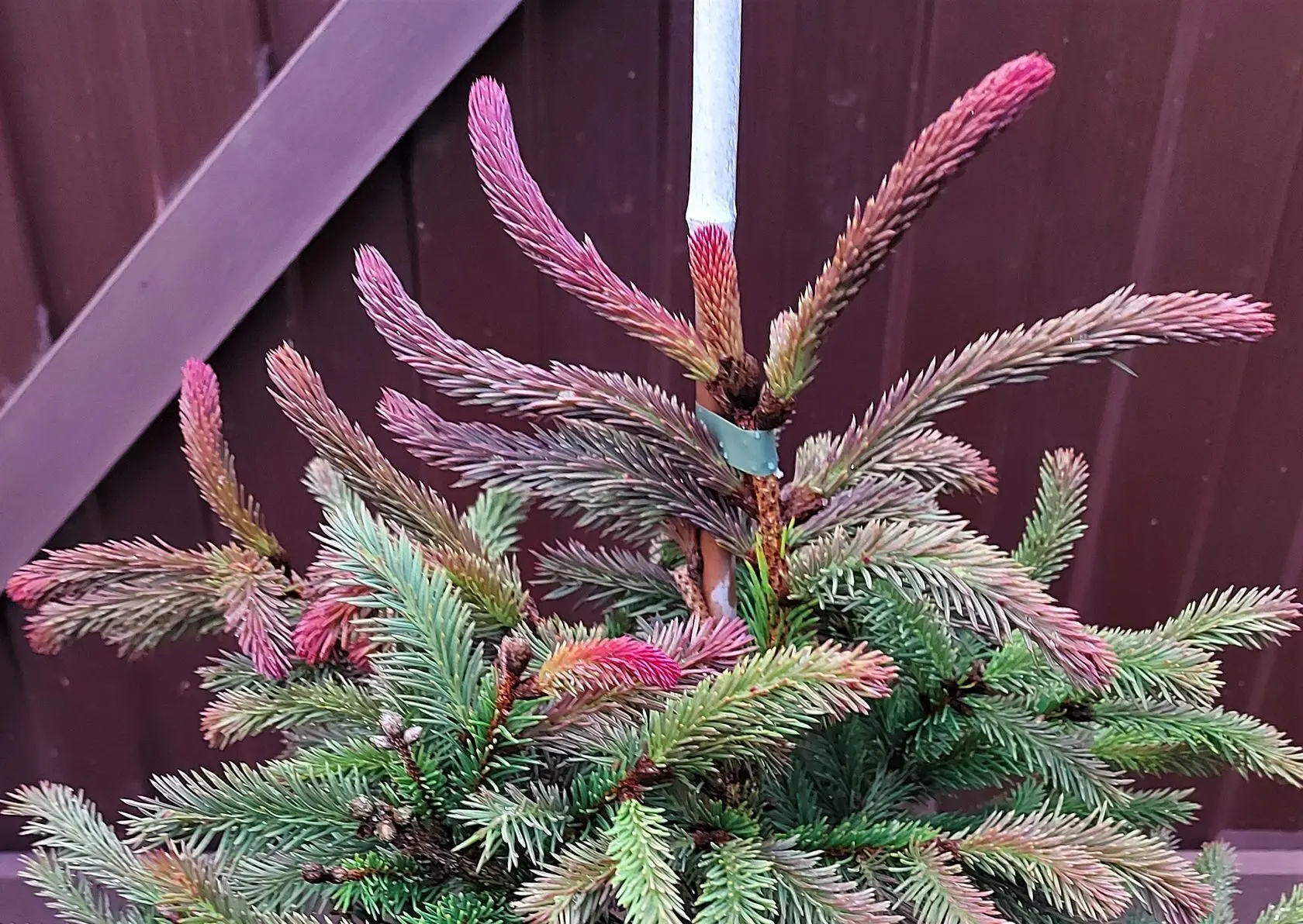 Picea abies - Norway spruce 'Red Man'