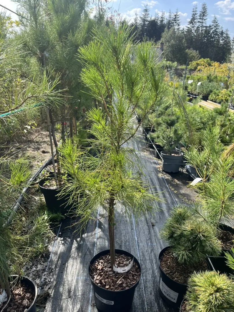 Pinus attenuata - Knobcone Pine Tree