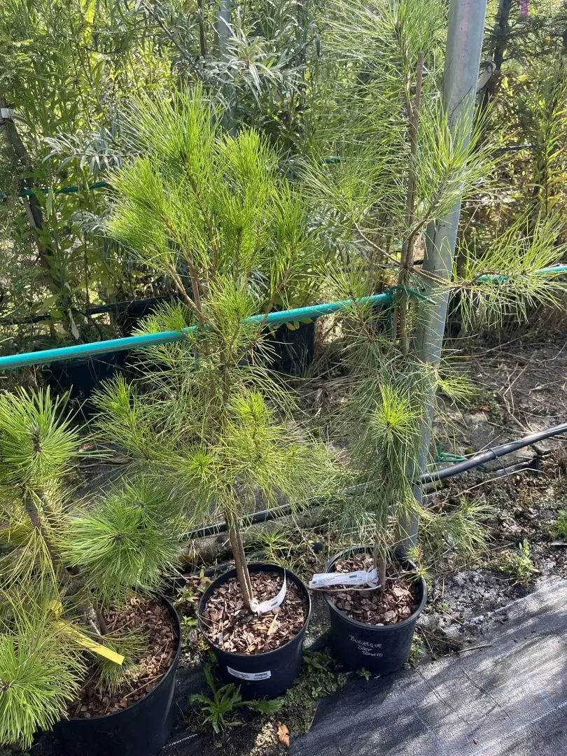 Pinus attenuata - Knobcone Pine Tree