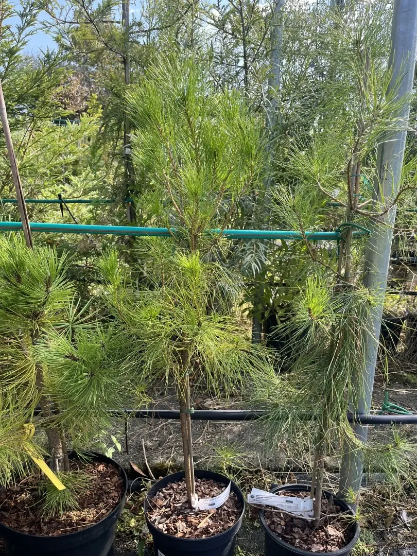 Pinus attenuata - Knobcone Pine Tree