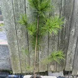 Pinus contorta - Lodgepole Pine