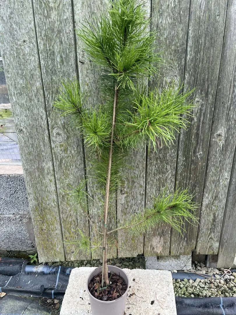 Pinus contorta - Lodgepole Pine