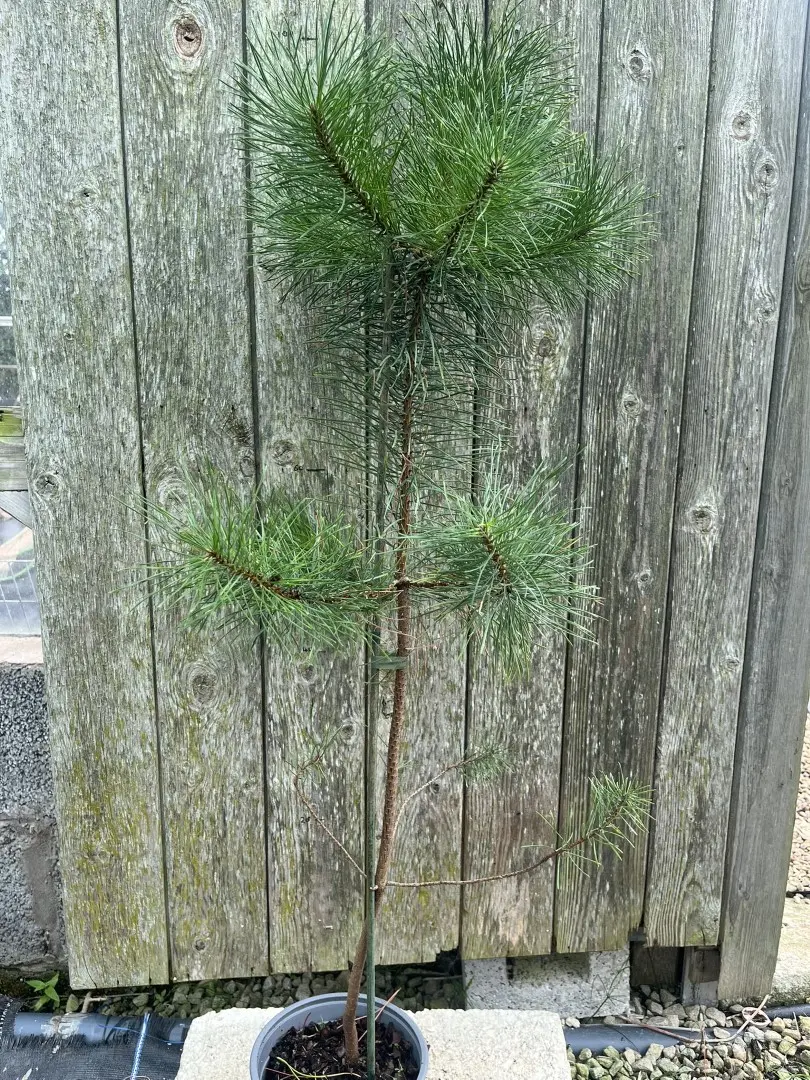 Pinus contorta - Lodgepole Pine