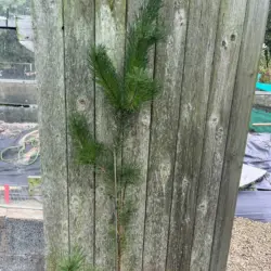 Pinus contorta - Lodgepole Pine