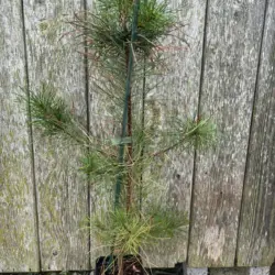 Pinus contorta - Lodgepole Pine
