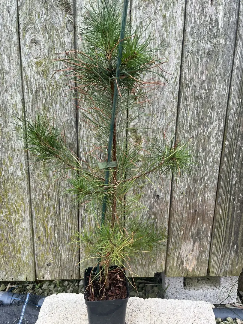 Pinus contorta - Lodgepole Pine