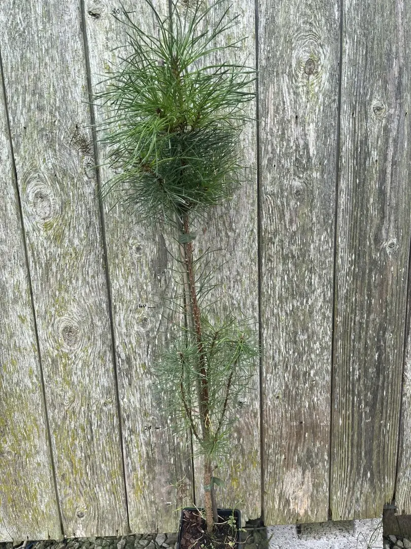 Lodgepole Pine 60/80cm (P9T)