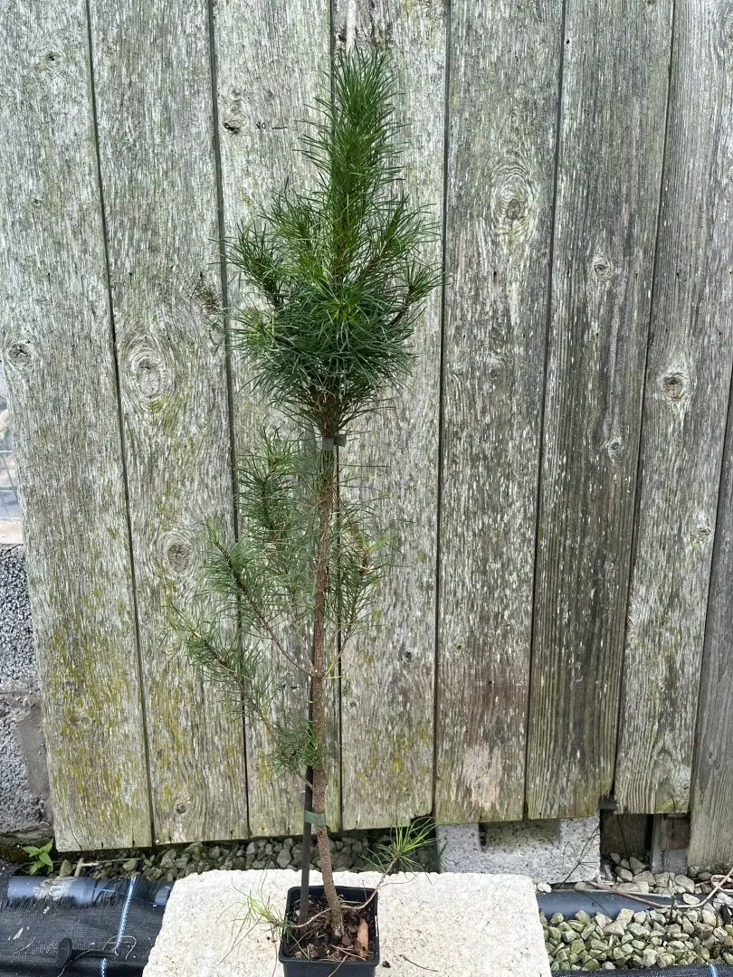 Pinus contorta - Lodgepole Pine