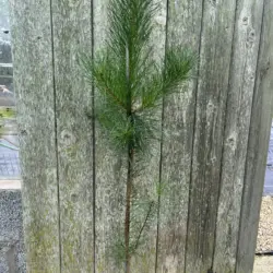 Pinus contorta - Lodgepole Pine