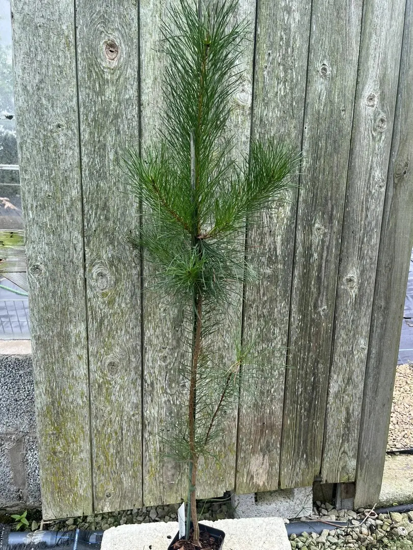 Pinus contorta - Lodgepole Pine