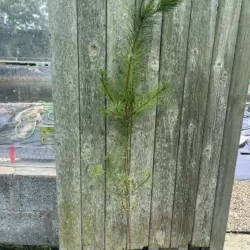Pinus contorta - Lodgepole Pine