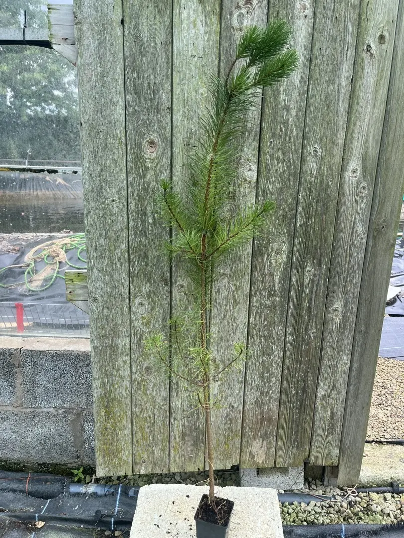 Pinus contorta - Lodgepole Pine