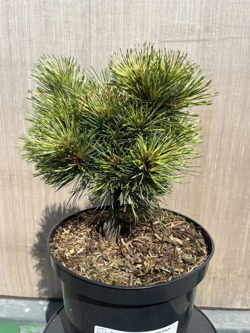 Pinus koraiensis - Korean Pine 'Golden Eye'