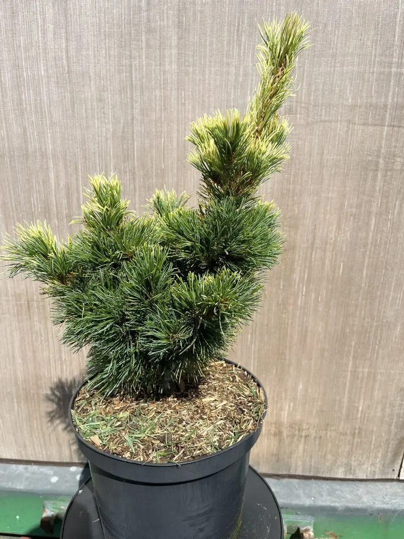 Pinus parviflora - Japanese White Pine 'Goldilocks'