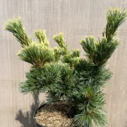 Pinus parviflora - Japanese White Pine 'Goldilocks'