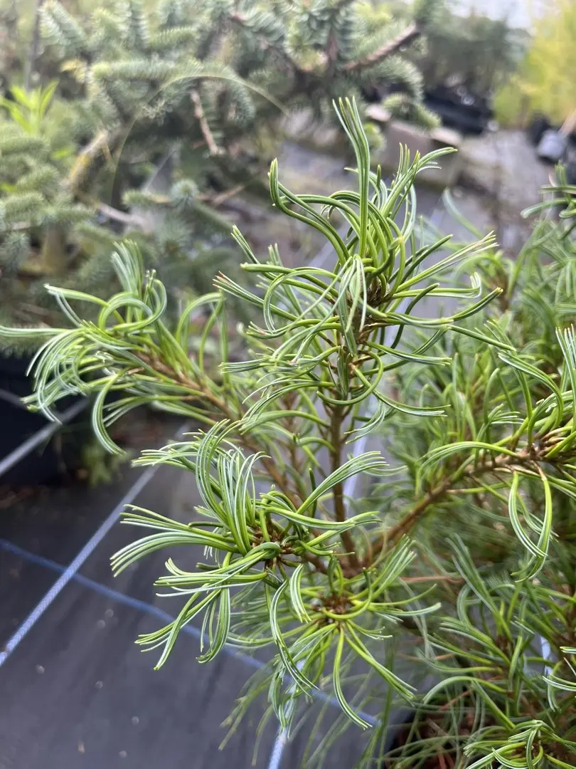 Weymouth pine 'Tiny Kurls' 40/60cm (3L) - Image 4