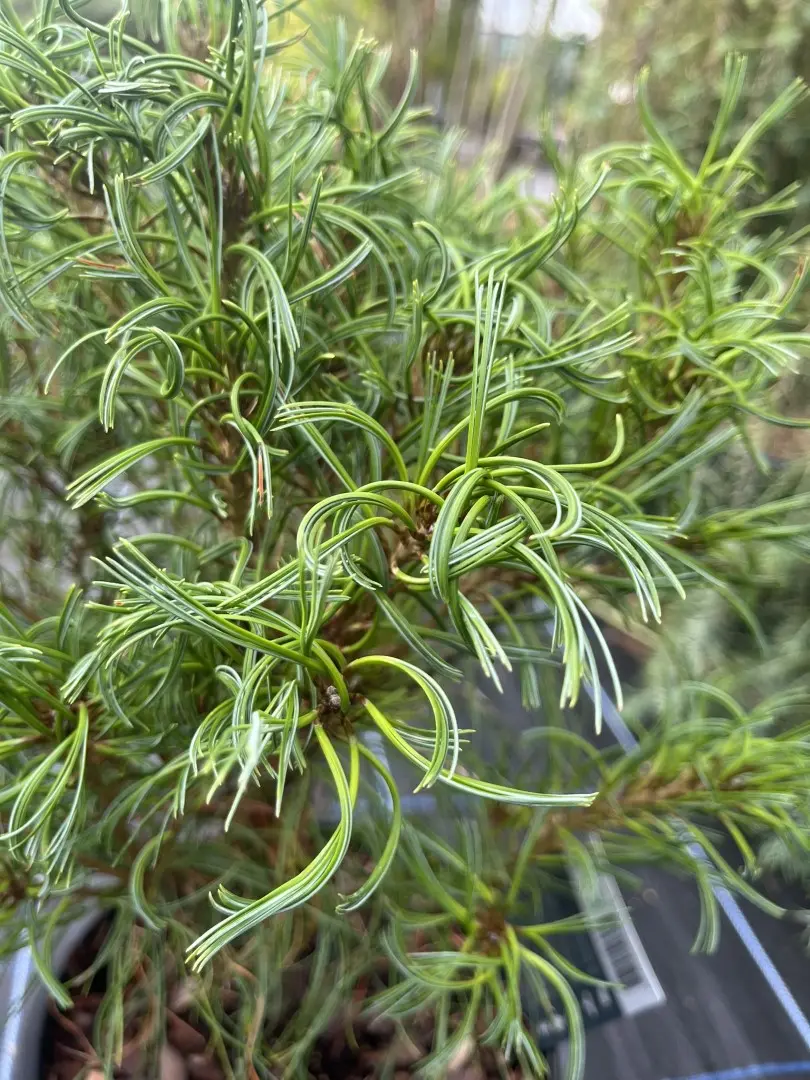 Pinus strobus - Weymouth pine 'Tiny Kurls'