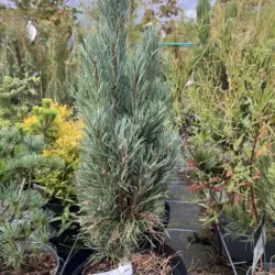Pinus sylvestris - Scots pine 'Fastigiata'
