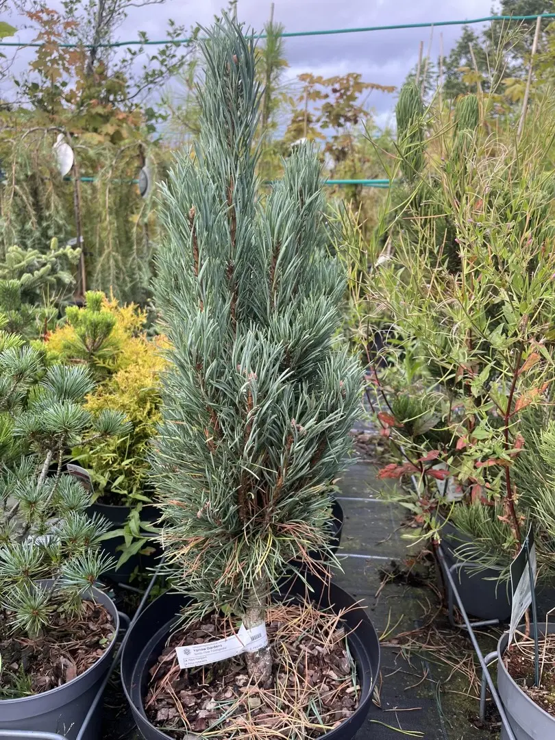 Pinus sylvestris - Scots pine 'Fastigiata'