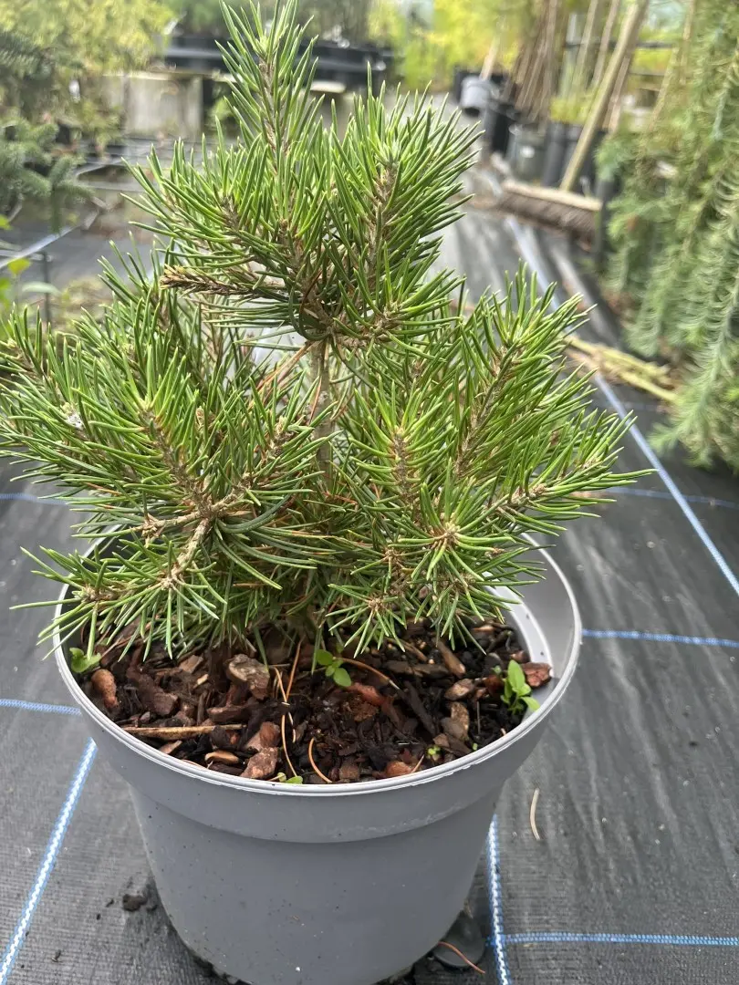 Pinyon Pine 'Fancy Nancy' - Pinus cembroides