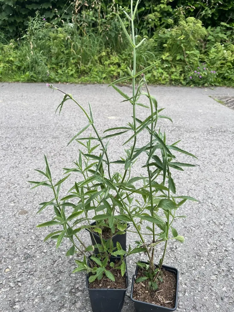 3x Verbena bonariensis 20/40cm (9cm)