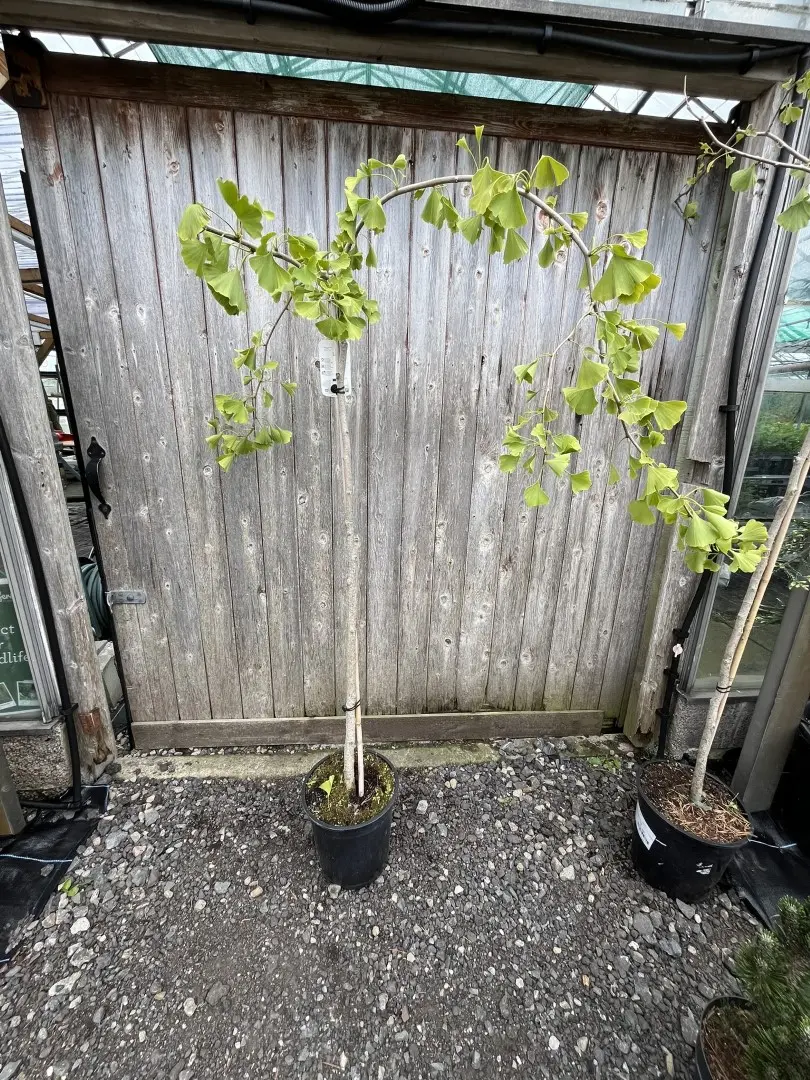 Weeping Ginkgo Pendula - Ginkgo biloba