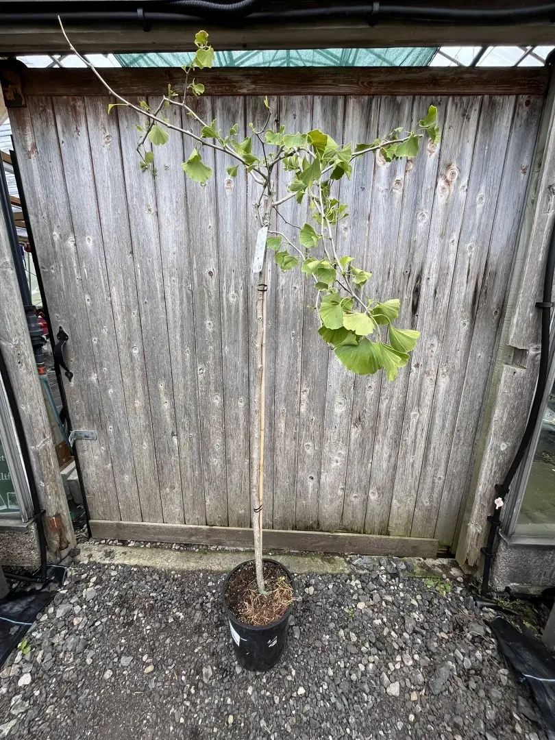 Weeping Ginkgo Pendula - Ginkgo biloba