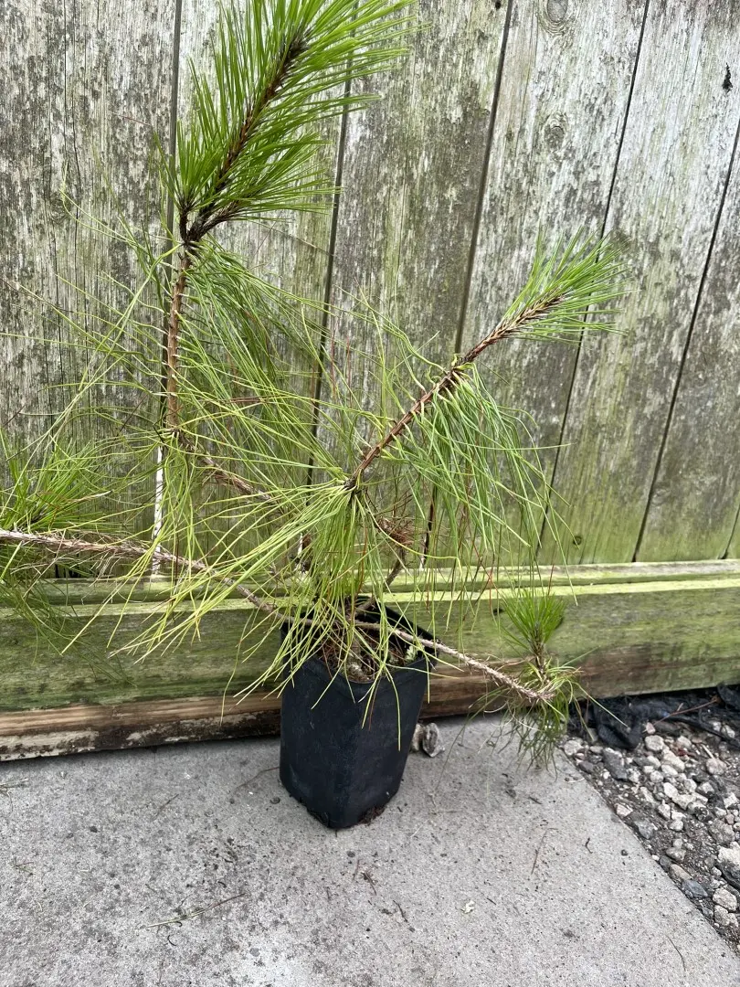 Unique Yunnan Pine 20/40cm (P9) (WYSIWYG) - Image 2
