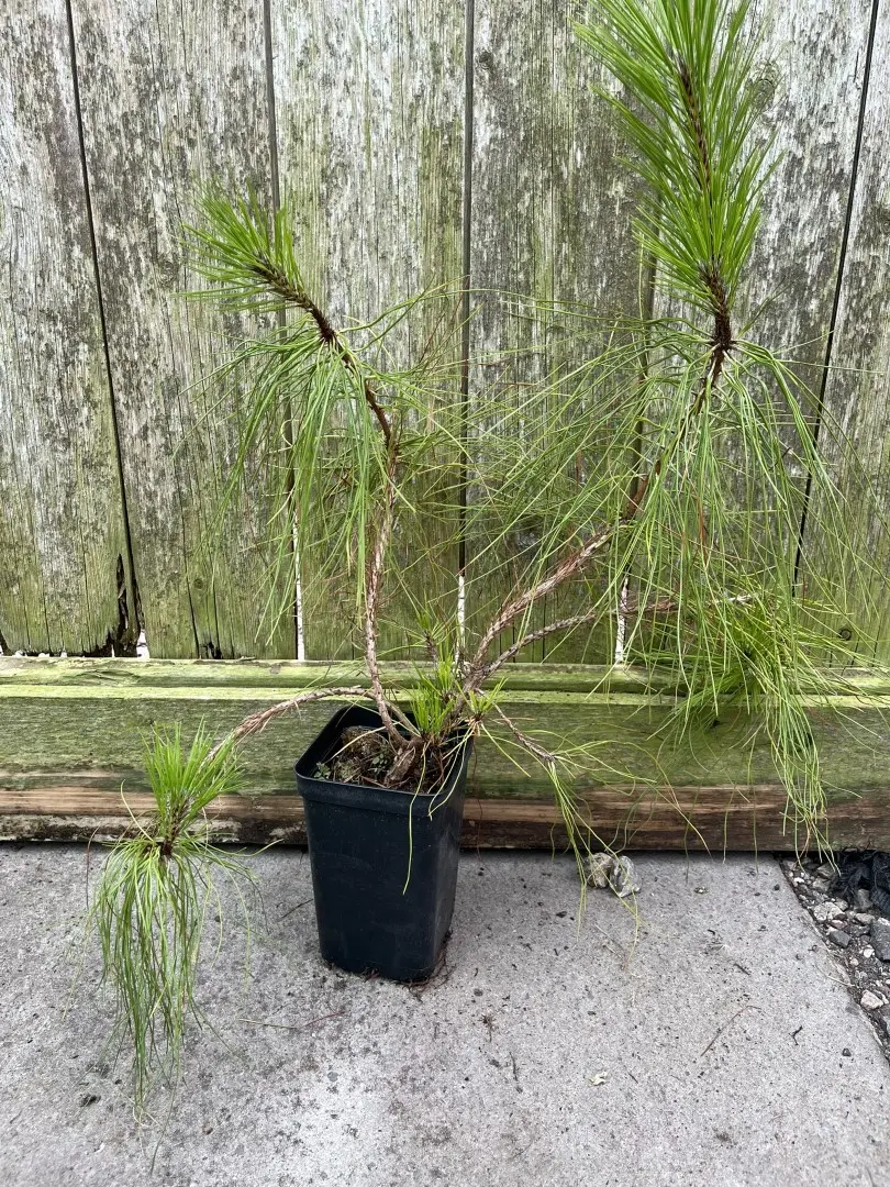 Unique Yunnan Pine 20/40cm (P9) (WYSIWYG)