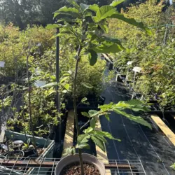 Castanea sativa - Sweet Chestnut Tree