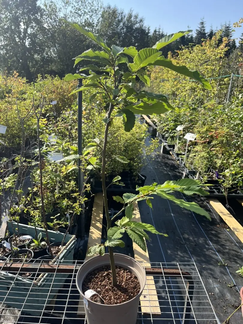 Castanea sativa - Sweet Chestnut Tree