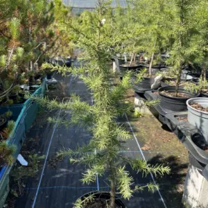 Cedrus atlantica - Atlas Cedar