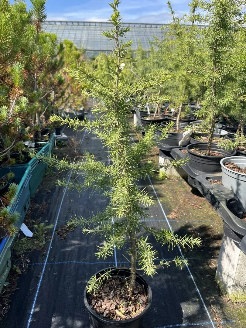 Cedrus atlantica - Atlas Cedar