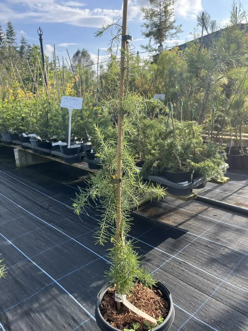 Cedrus deodora - Deodar Cedar 'Pendula'