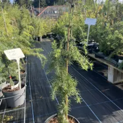 Cedrus deodora - Deodar Cedar 'Pendula'
