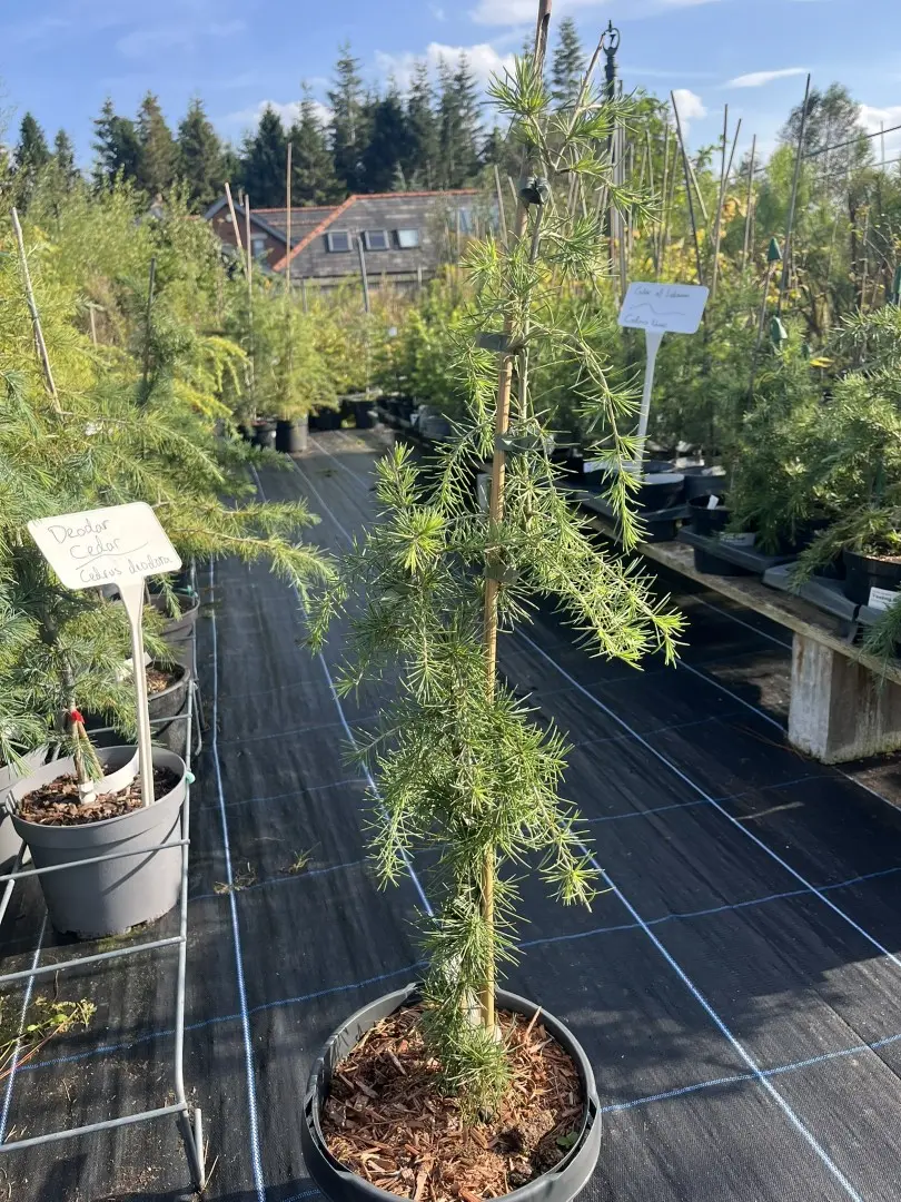 Cedrus deodora - Deodar Cedar 'Pendula'