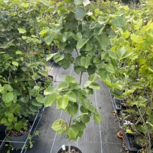 Cercis chinensis - Chinese Red Bud