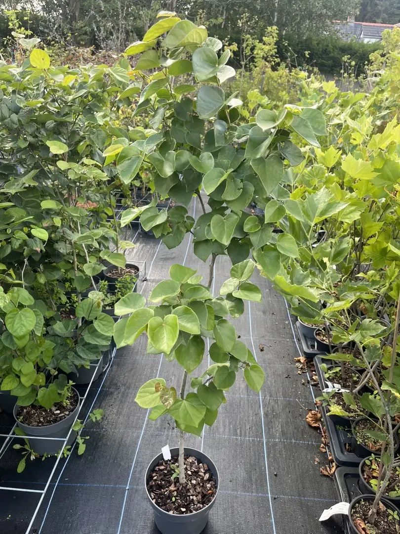 Cercis chinensis - Chinese Red Bud