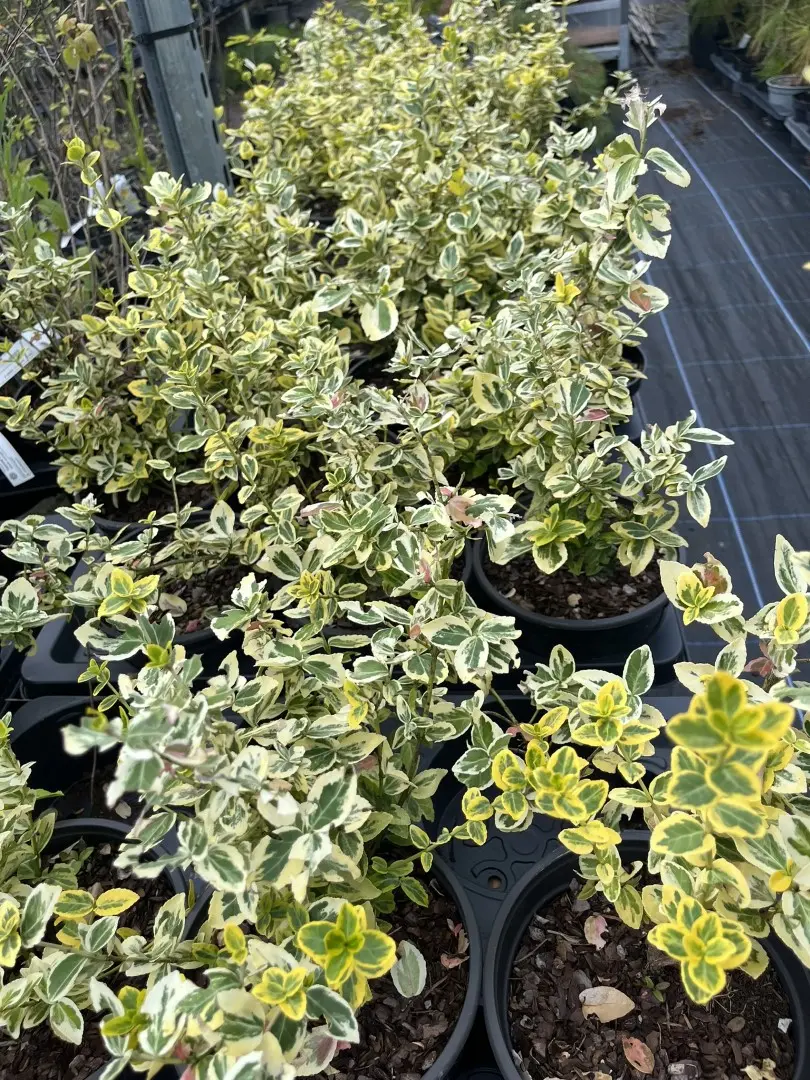 Euonymus japonicus - Japanese spindle 'Aureomarginatus'